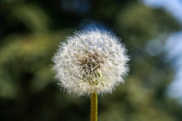 Fluffy dandelion flower