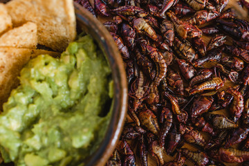 Chapulines, grasshoppers and guacamole snack traditional Mexican cuisine from Oaxaca mexico