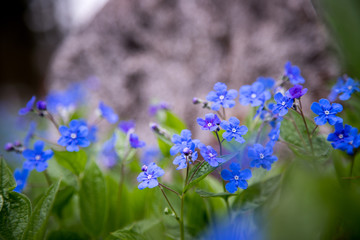Obraz premium Blumenwiese im Frühling, blaue Vergissmeinnicht