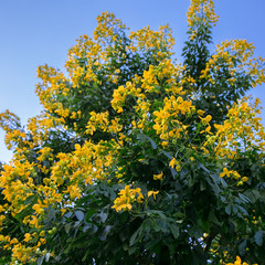 Flower tree