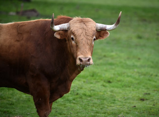 toros en el campo español