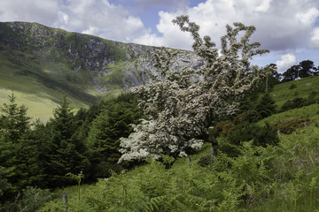 Hiking trail in the mountains, Tree in Blossom, Summer, Sunny Day