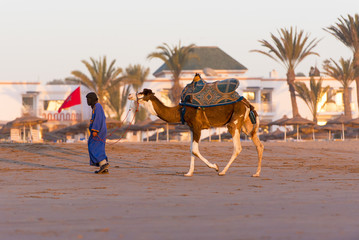 Camel for tourists in Agadir Morocco