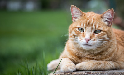 Süße Hauskatze im Garten, Sommer, Textfreiraum