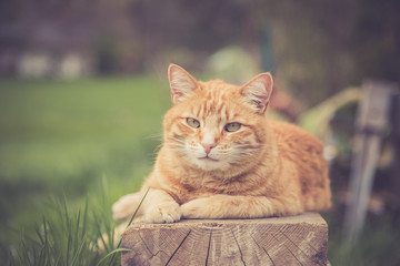 Süße Hauskatze im Garten, Sommer, Textfreiraum