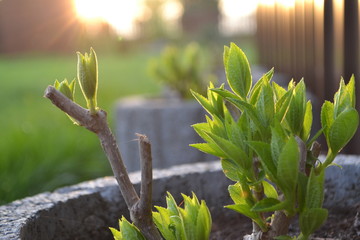 Blooming spring at sunset © Agata