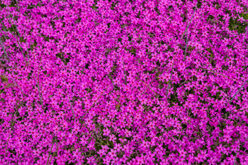 Beautiful meadow with pink flowers, close up