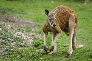 Das Kangaroo