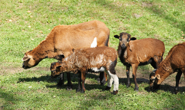 group of cameroon sheep with young lambs on the pasture