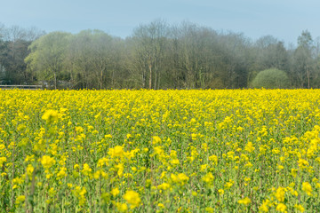 Field of blooming Canola, colza
