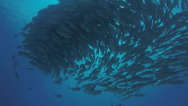 Big eye Trevally Jack, (Caranx sexfasciatus) Forming a polarized school, bait ball or tornado. Cabo Pulmo National Park. Baja California Sur,Mexico.