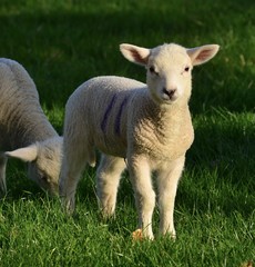 Obraz na płótnie Canvas Young Lamb, U.K. Telephoto image of baby livestock.