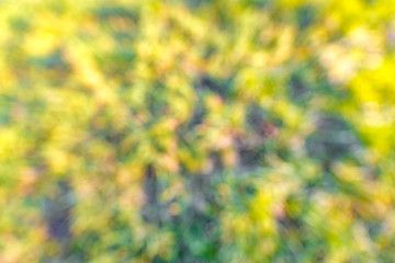 Sunny abstract green nature background, defocused
