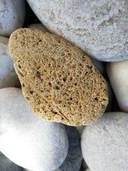fossil dragged by the sea