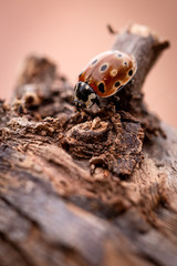 Big orange ladybug on old worn piece of tree