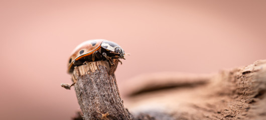 Detail of orange ladybug on old worn piece of tree