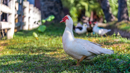 White Duck Walking
