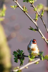 Single male goldfinch perched on spring tree branch