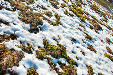 Melting snow on the green meadow. The remains of snow on the green grass