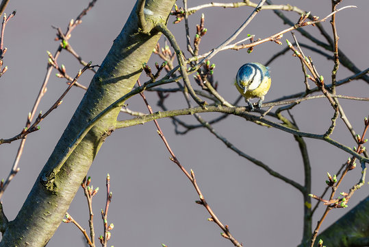 Small male bluetit looks down from tree granch
