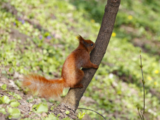 The red squirrel is a species of tree squirrel in the genus Sciurus common throughout Eurasia