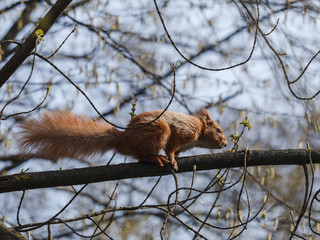 small red squirrel before jumping on a branch