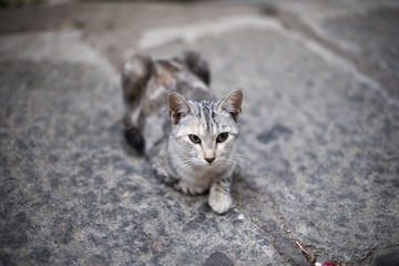 Gato gris sentado en el suelo