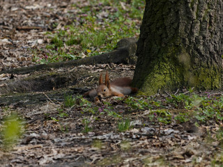 A small red squirrel lies on the ground near a tree