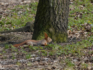 A small red squirrel lies on the ground near a tree