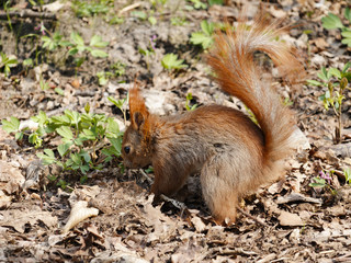 Smal funny squirrel sitting on ground and holding and eating nut.