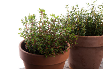 Homegrown and aromatic herb thyme in old clay pot.