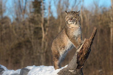 Bobcat (Lynx rufus) Stands on Log Ears Back
