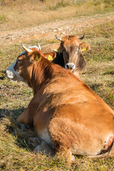 Cows lie in the meadow. Cows resting on the mountain pasture