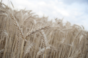 Field of Grain