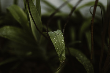 drops of rain of blades of grass and flowers in a garden in spring