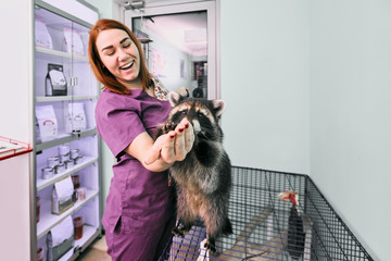 Portrait of smiling vet doctor giving food to raccoon