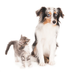 Kitten looking at a small Australian Shepherd Blue Merle dog. On white..