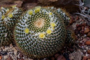 yellow flower cactus on the pebble. The cactus green nature in the botanical garden