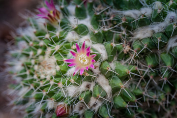 little flowers cactus blossom around cactus tree in the garden