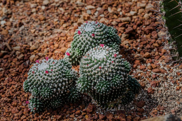 little flowers cactus blossom around cactus tree in the garden