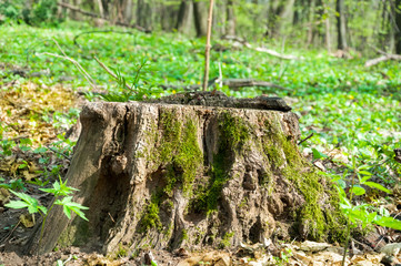 Old rotten wooden stump with moss in the forest.