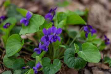 A beautiful spring flower in the forest, early spring. Herbaceous perennial plant - Viola odorata...
