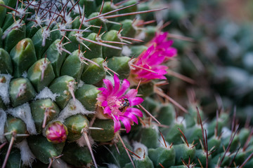 pink cactus flowers. The cactus green nature in the botanical garden