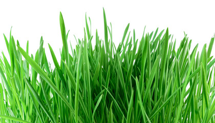 Fototapeta na wymiar Green grass isolated on white