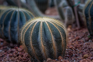 The cactus green nature in the botanical garden