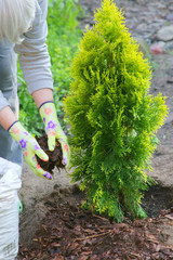Planting plants step by step / ornamental shrub Thuja Golden Smaragd - mulching bark - obrazy, fototapety, plakaty