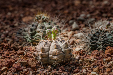 Naklejka na ściany i meble The cactus green nature in the botanical garden