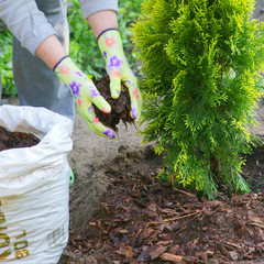 Planting plants step by step / ornamental shrub Thuja Golden Smaragd - mulching bark - obrazy, fototapety, plakaty