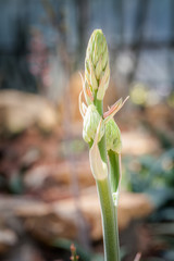 The cactus green nature in the botanical garden