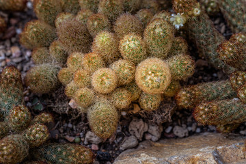 The cactus green nature in the botanical garden